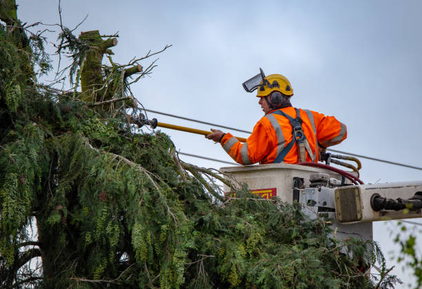 Best Hedge Trimming  in Pasatiempo, CA