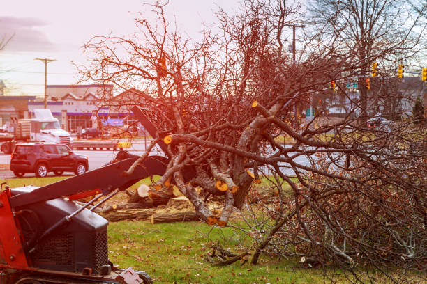 Best Hazardous Tree Removal  in Pasatiempo, CA