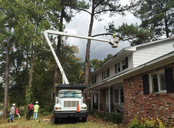 Best Tree Disease Treatment  in Pasatiempo, CA
