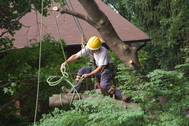 Best Weed Control  in Pasatiempo, CA