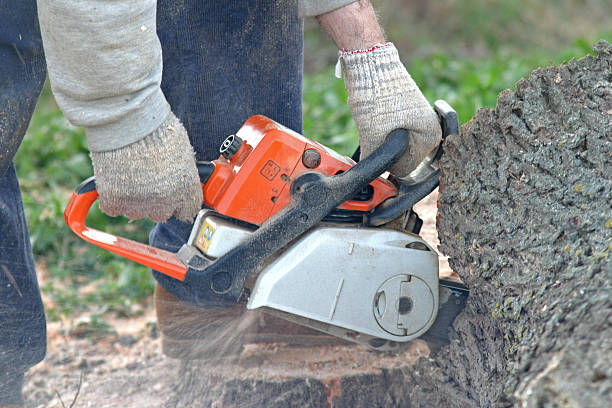 Best Leaf Removal  in Pasatiempo, CA