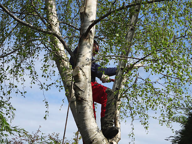 Best Seasonal Cleanup (Spring/Fall)  in Pasatiempo, CA