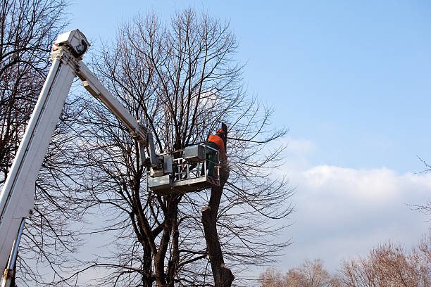 Best Tree Trimming and Pruning  in Pasatiempo, CA