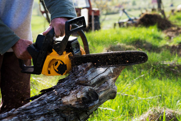 Best Fruit Tree Pruning  in Pasatiempo, CA