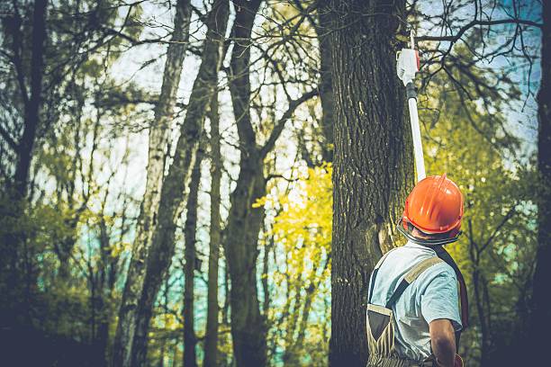Best Tree and Shrub Care  in Pasatiempo, CA